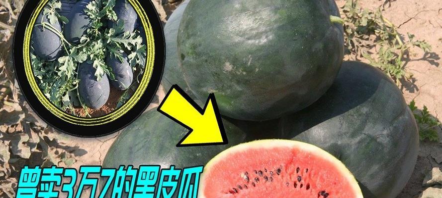 黑皮酥瓜催芽方法是什么？步骤和注意事项有哪些？