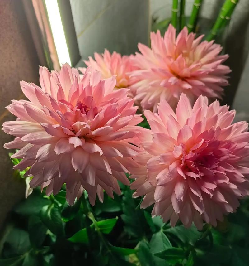 104朵花的寓意是什么意思？花语背后的深层含义探讨？