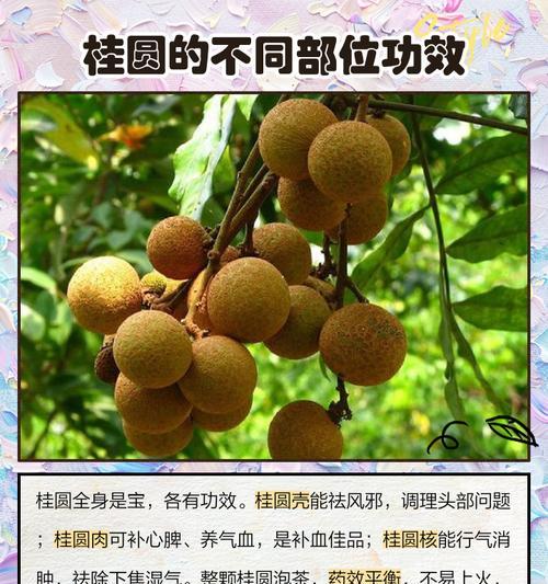 桂圆干子种植方法是什么？如何正确种植桂圆干子？