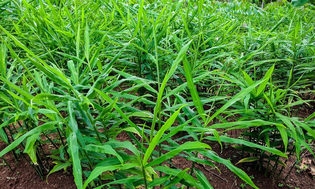 种植姜的方法怎么种植？步骤和注意事项是什么？