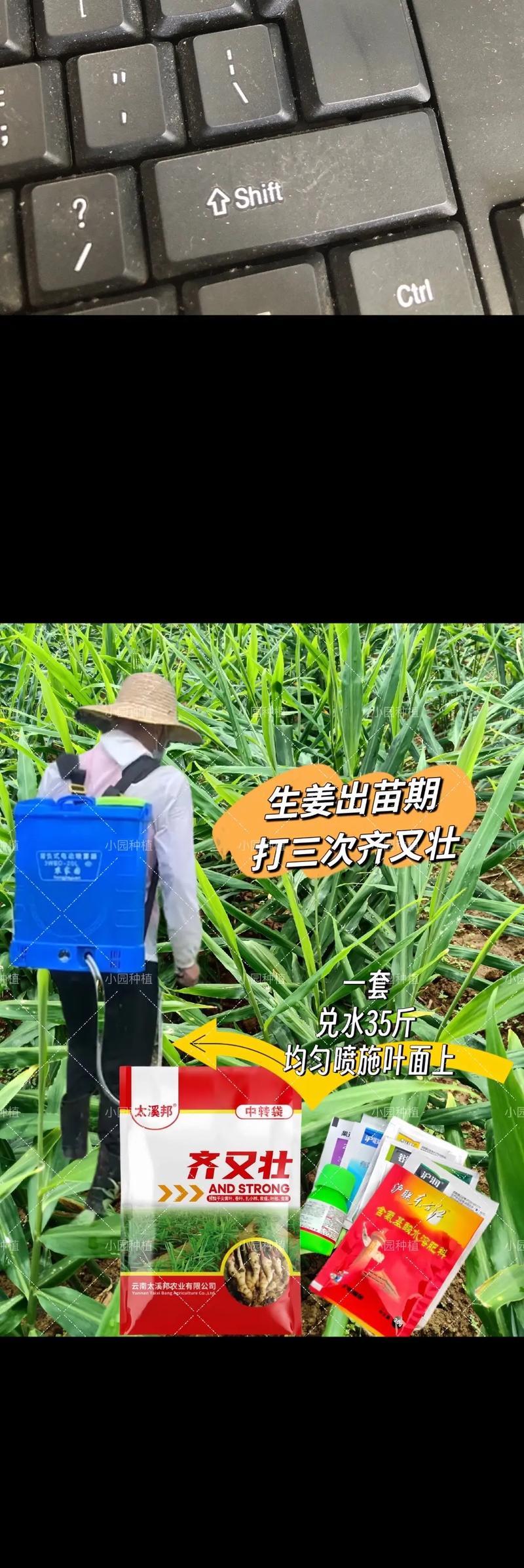 种植姜的方法怎么种植？步骤和注意事项是什么？