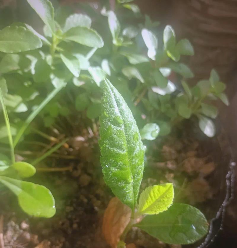 枇杷种子催芽方法是什么？需要多长时间才能发芽？