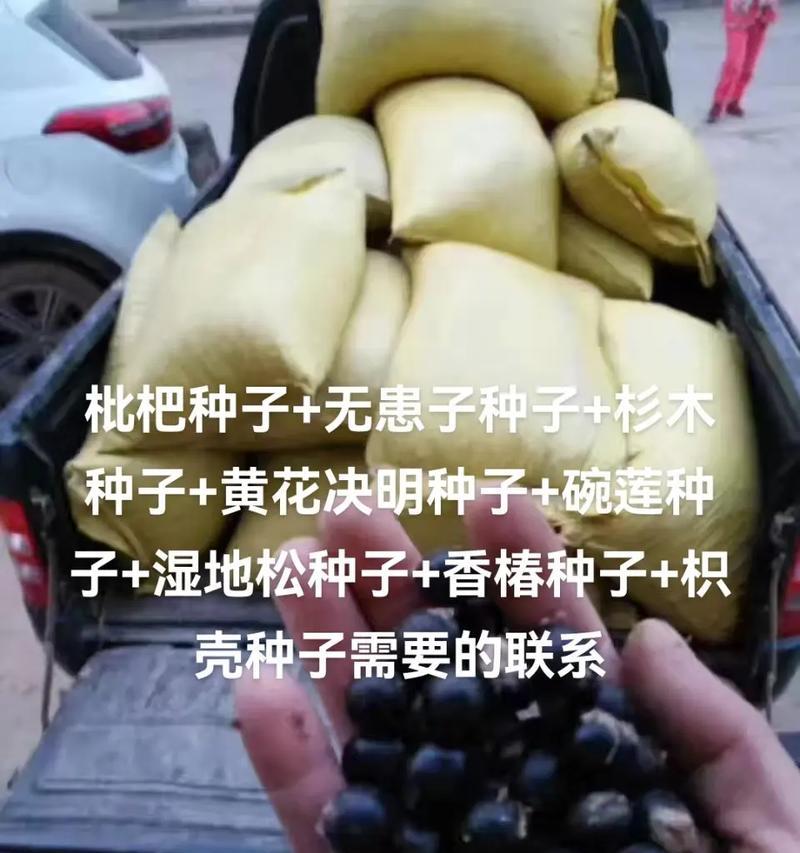 枇杷种子催芽方法是什么？需要多长时间才能发芽？
