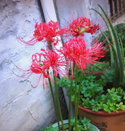 彼岸花种植方法是什么？如何正确种植彼岸花？