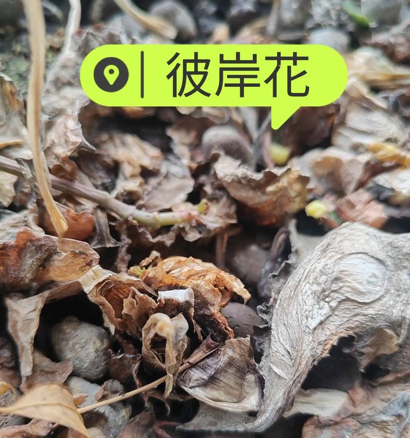 彼岸花种植方法是什么？如何正确种植彼岸花？