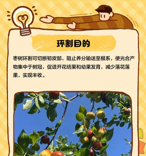 枣树春秋修剪枝条的正确方法是什么？修剪后如何促进生长？