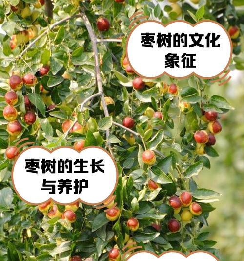 枣树春秋修剪枝条的正确方法是什么？修剪后如何促进生长？