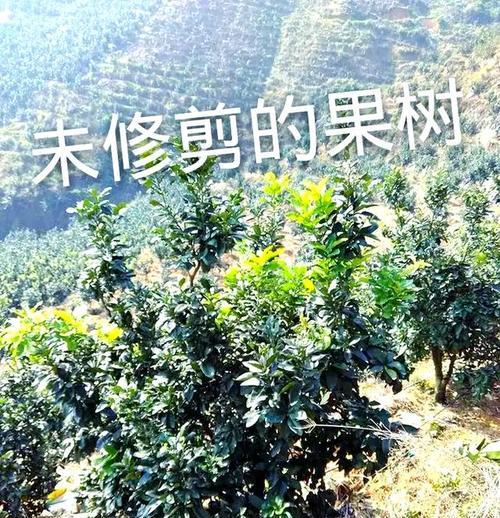 柚子树修剪枝方法是什么？修剪后如何促进生长？