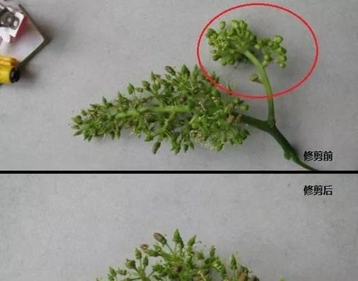 修剪葡萄枝条的最佳方法是什么？修剪后如何促进生长？