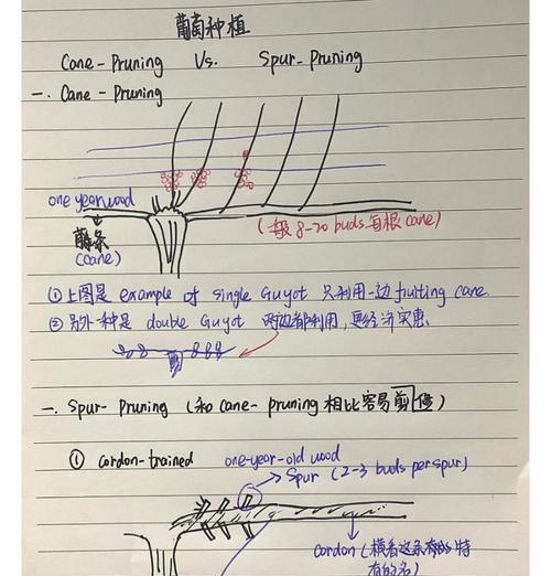 修剪葡萄枝条的最佳方法是什么？修剪后如何促进生长？