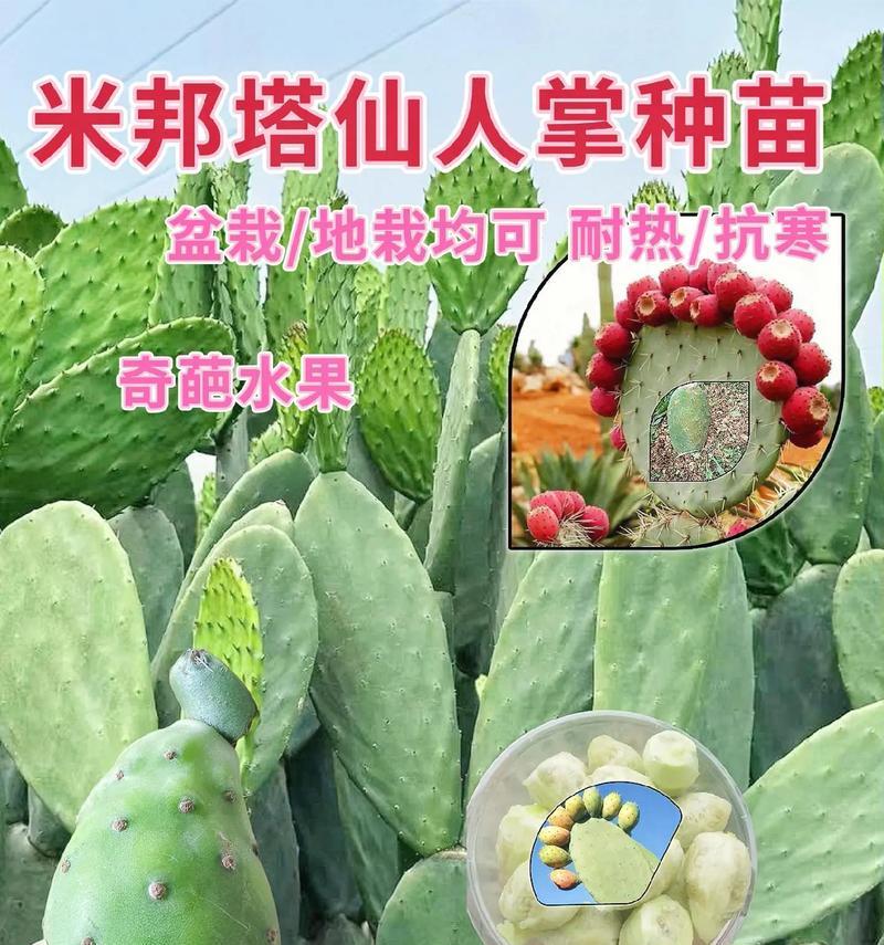仙人掌怎么种植方法？初学者指南和常见问题解答？