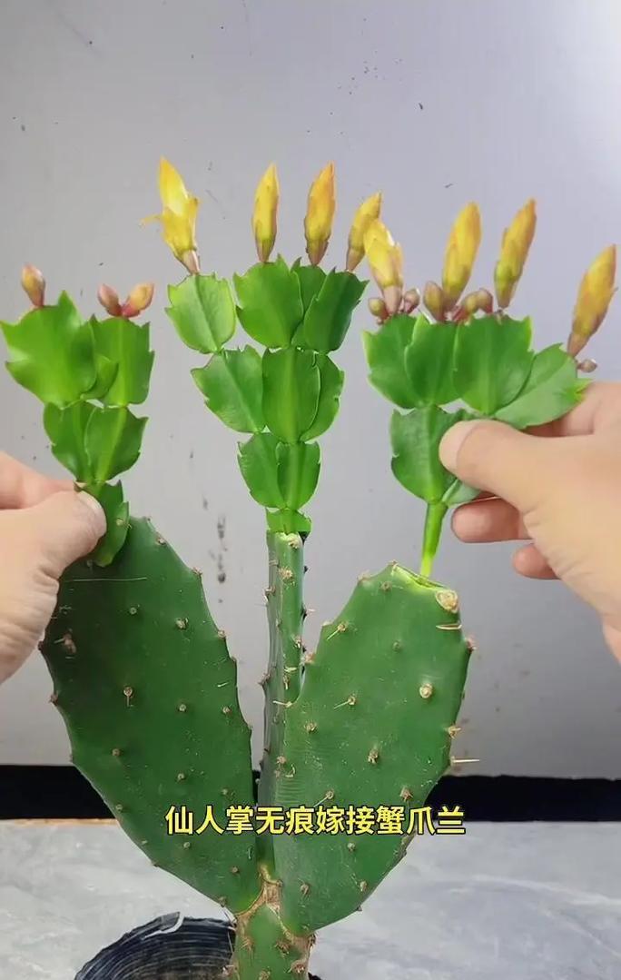 仙人掌怎么种植方法？初学者指南和常见问题解答？