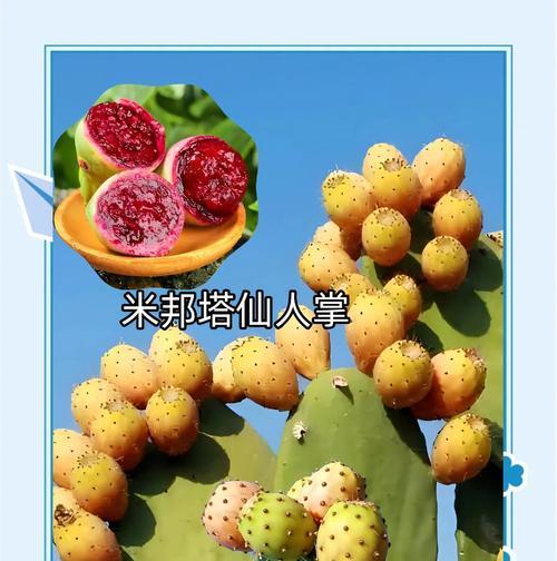 仙人掌怎么种植方法？初学者指南和常见问题解答？