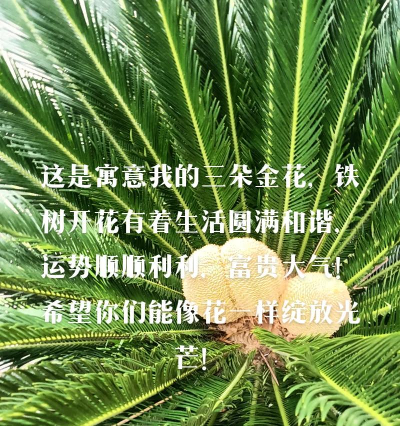 104朵花代表什么含义？花语解释及常见问题解答？