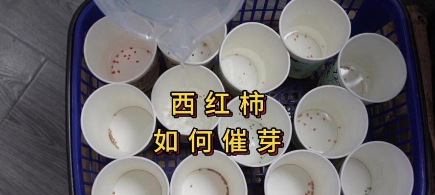 西红柿浸种催芽的正确步骤是什么？需要多长时间？