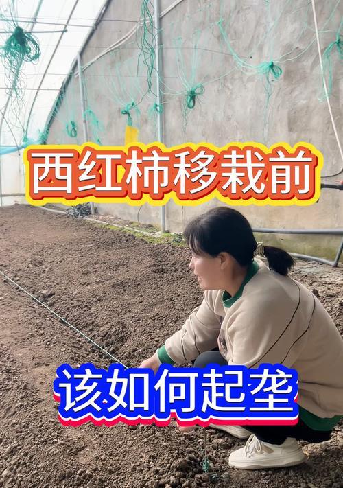 西红柿浸种催芽的正确步骤是什么？需要多长时间？