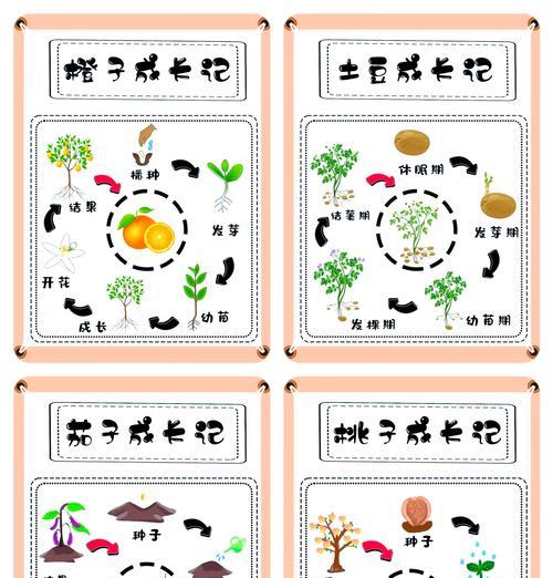 西红柿浸种催芽的正确步骤是什么？需要多长时间？