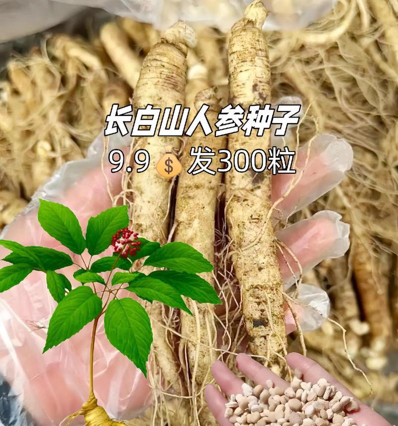 种人参籽怎么催芽最好呢？有效催芽方法有哪些？