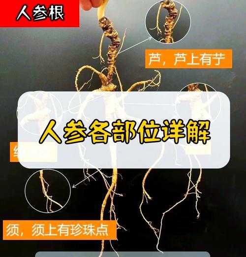 种人参籽怎么催芽最好呢？有效催芽方法有哪些？