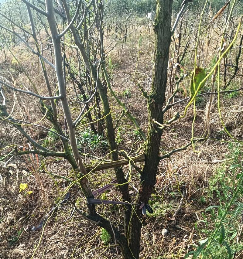 枣树移栽后如何快速催芽？需要多长时间才能看到效果？