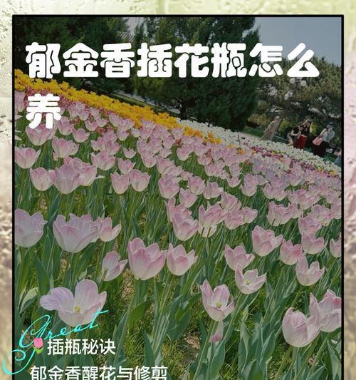 郁金香养护种植方法是什么？如何确保郁金香健康生长？