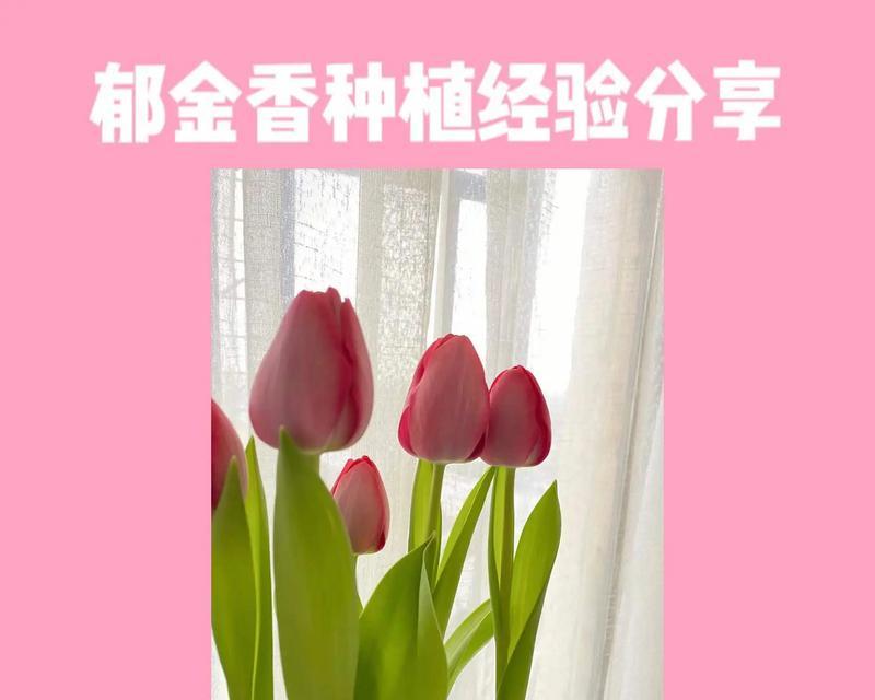 郁金香养护种植方法是什么？如何确保郁金香健康生长？