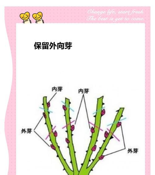 月季修剪枝干时应该注意什么？如何正确处理修剪后的枝干？