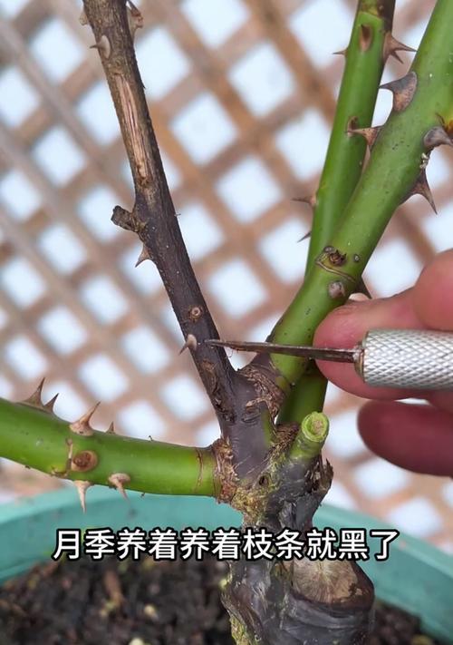 月季修剪枝干时应该注意什么？如何正确处理修剪后的枝干？