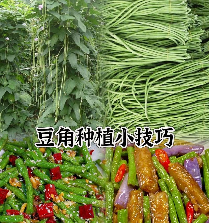 种长豆角怎么种植方法？有哪些步骤和技巧？
