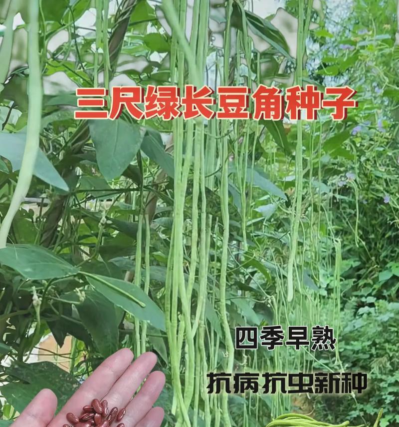 种长豆角怎么种植方法？有哪些步骤和技巧？