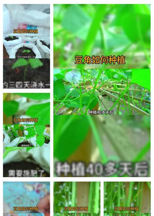 种长豆角怎么种植方法？有哪些步骤和技巧？
