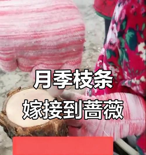 月季蔷薇催芽方法是什么？如何快速让月季蔷薇发芽？