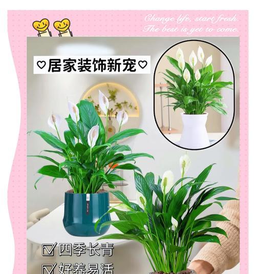 白掌选花瓶和种植方法有哪些技巧？
