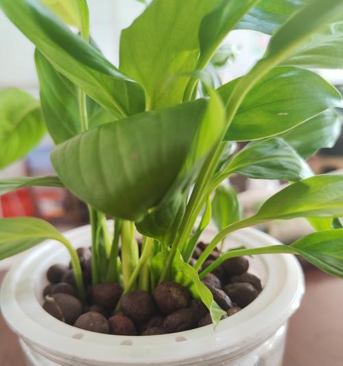 白掌选花瓶和种植方法有哪些技巧？