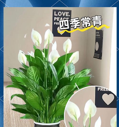 白掌选花瓶和种植方法有哪些技巧？