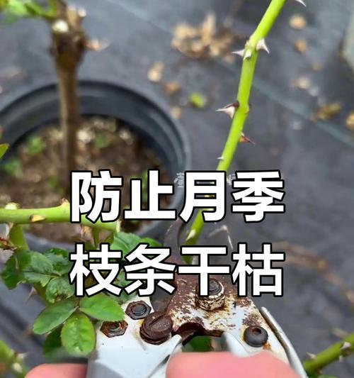 直根月季修剪枝条的正确方法是什么？修剪后如何护理？