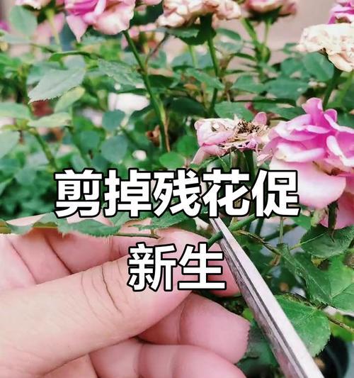 直根月季修剪枝条的正确方法是什么？修剪后如何护理？