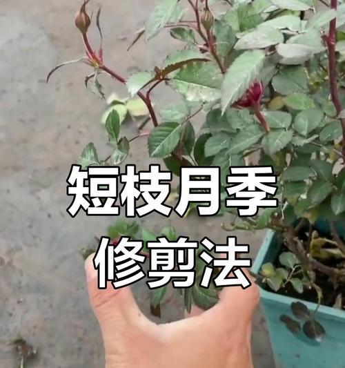 直根月季修剪枝条的正确方法是什么？修剪后如何护理？