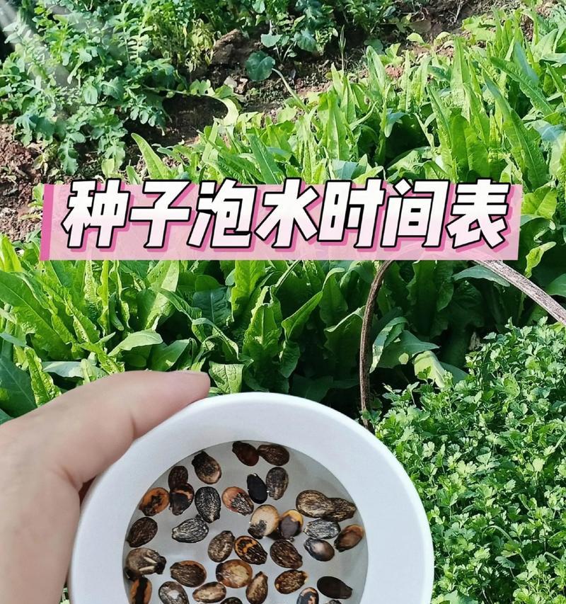 青菜催芽播种方法是什么？步骤和注意事项有哪些？