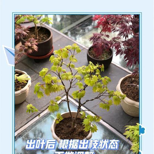 枫树果实修剪枝条的最佳时机是什么时候？修剪后如何护理？