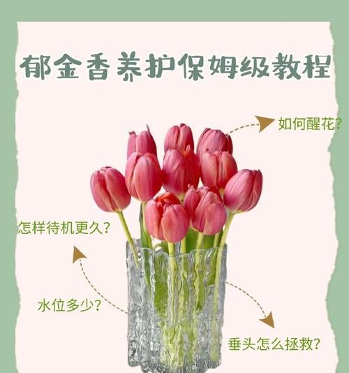 郁金香种植方法有哪些？如何正确种植郁金香？