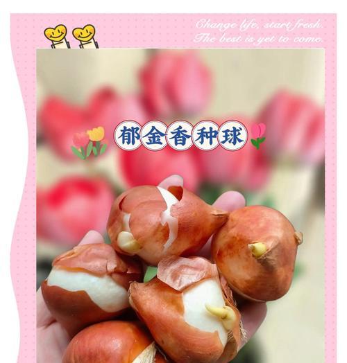 郁金香种植方法有哪些？如何正确种植郁金香？