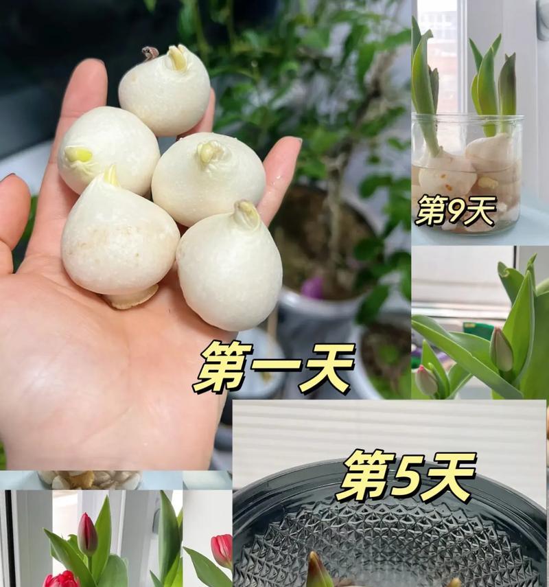 郁金香种子催芽方法是什么？需要多长时间才能发芽？