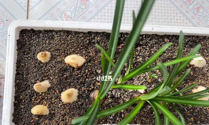 郁金香种子催芽方法是什么？需要多长时间才能发芽？