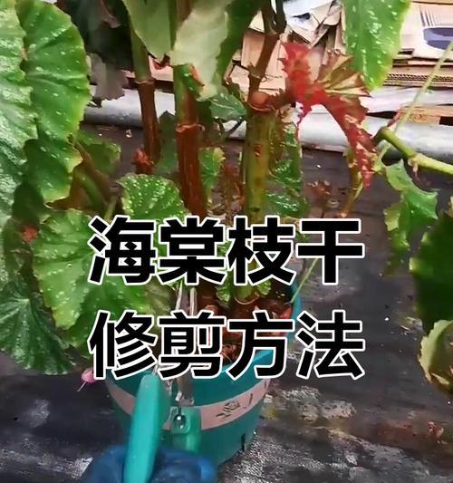 修剪枝条应该怎么修剪？掌握正确的修剪方法和技巧是什么？