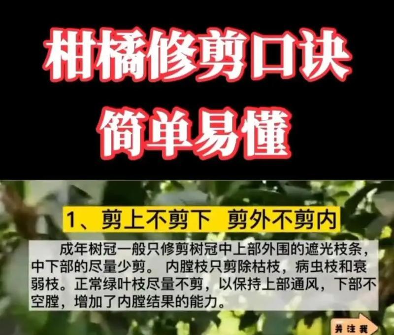 修剪枝条应该怎么修剪？掌握正确的修剪方法和技巧是什么？