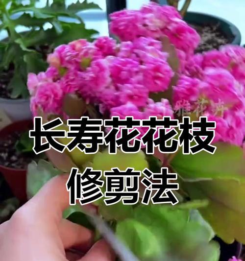 花落时修剪枝丫的方法是什么？修剪后如何促进植物恢复生长？