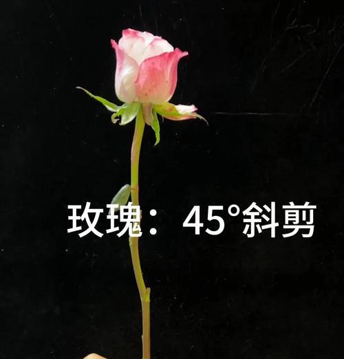 花落时修剪枝丫的方法是什么？修剪后如何促进植物恢复生长？