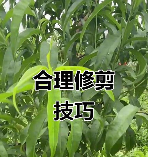 花落时修剪枝丫的方法是什么？修剪后如何促进植物恢复生长？