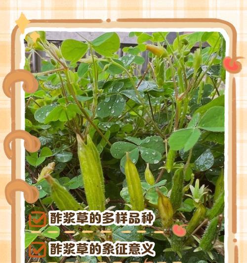ob酢浆草催芽方法是什么？需要多长时间才能发芽？